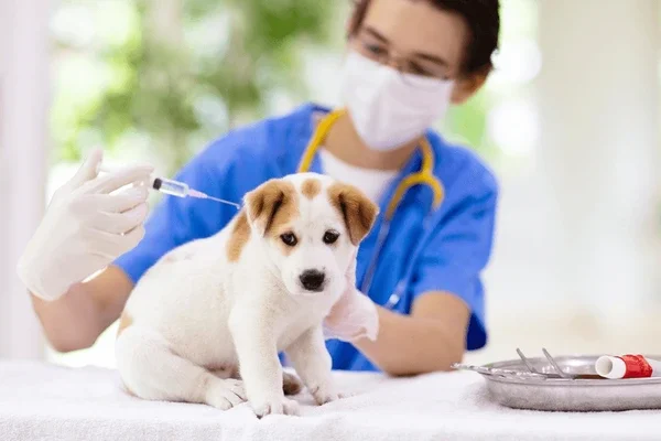 Vaccination