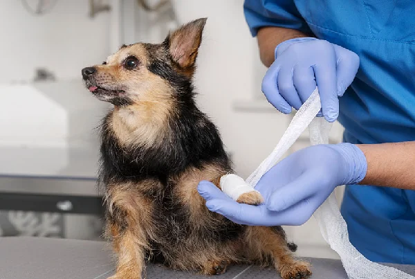 Pet Orthopedic Surgery