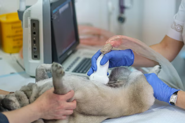 Pet Ultrasound