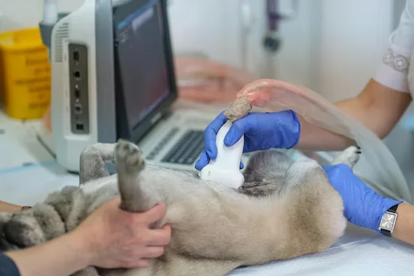 Pet Ultrasound
