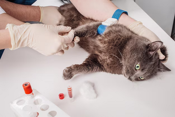 Pet Blood Test