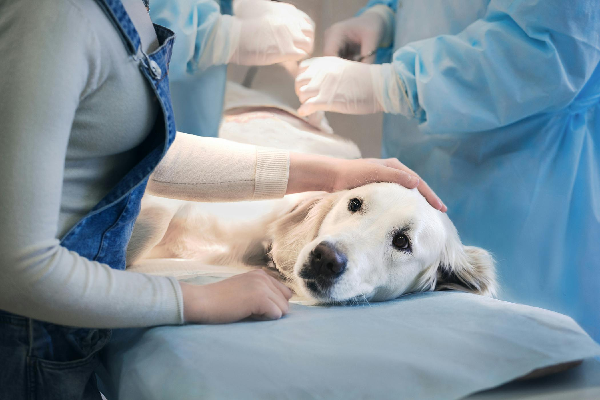 Pet Biopsy