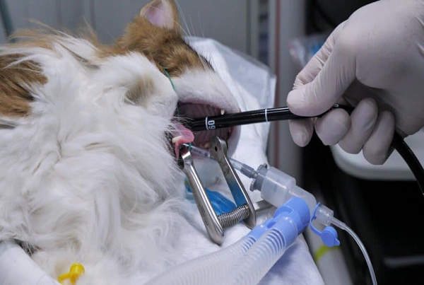 Pet Endoscopy